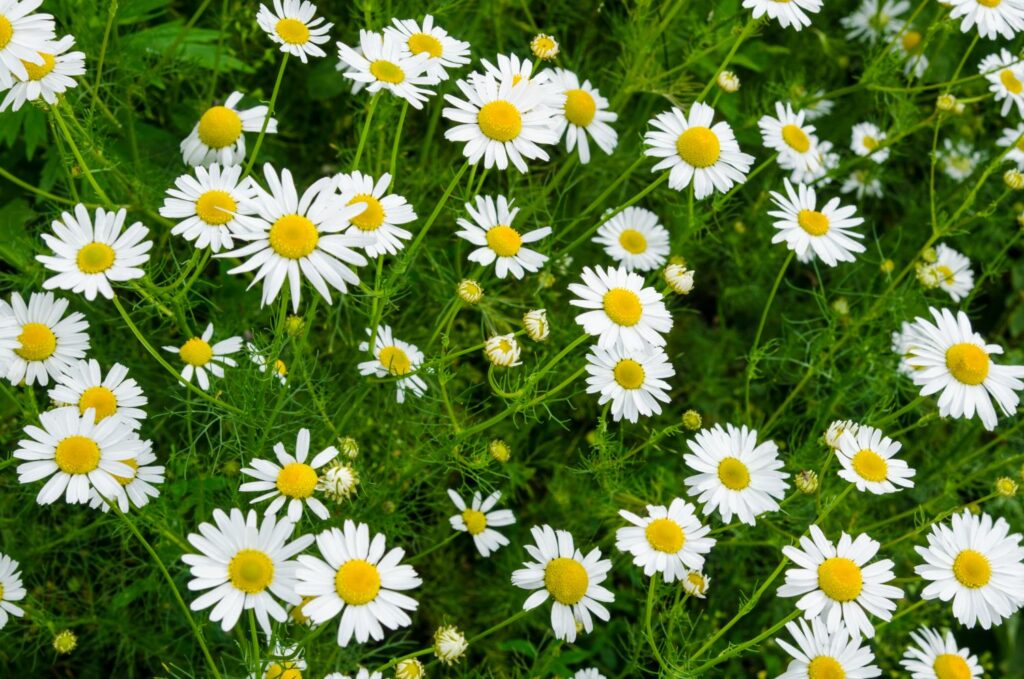 Kamille im Garten