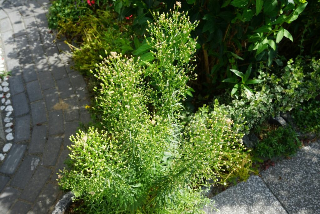 Kanadisches Berufkraut mit vielen Blüten