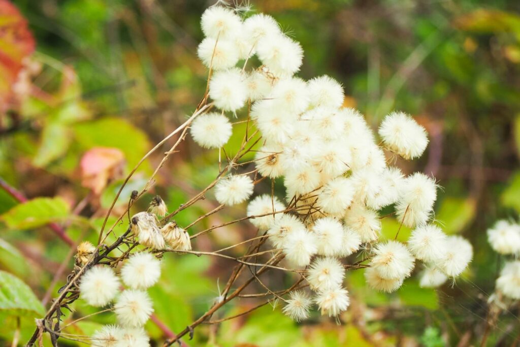 Bitter fleabane