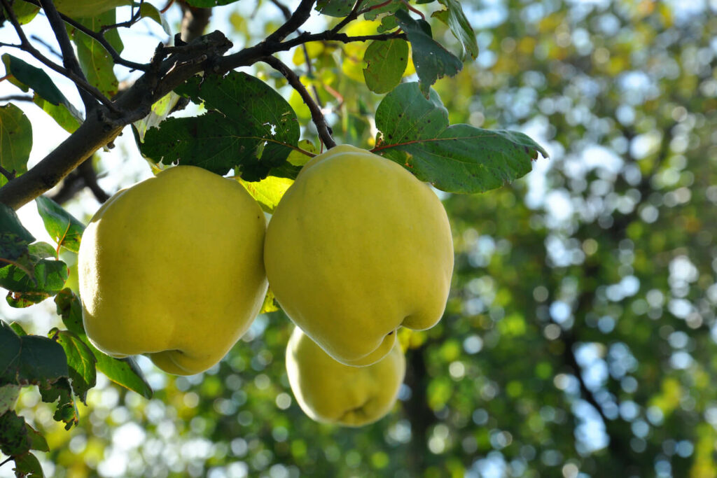 Quittensorten: Die besten Apfel- & Birnenquitten - Plantura