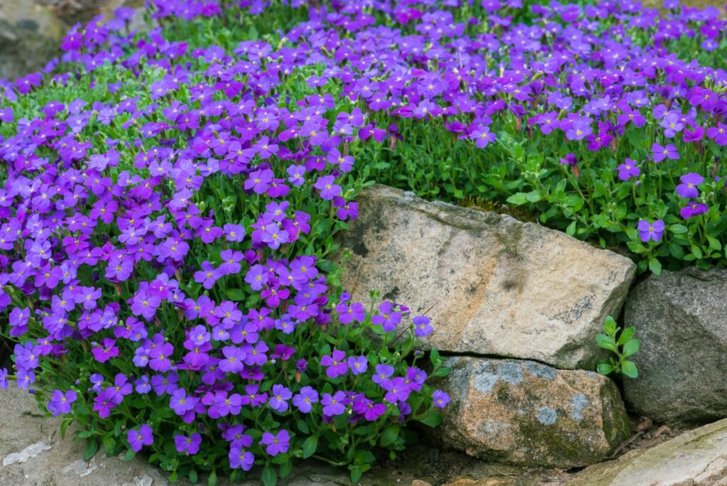 Blaukissen im Garten
