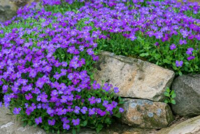 Blaukissen: Blütezeit, Standort & die schönsten Sorten
