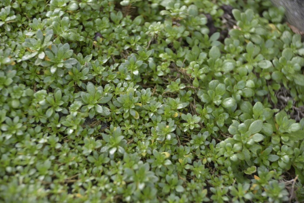 Blaukissen Sorte Aubrieta gracilis