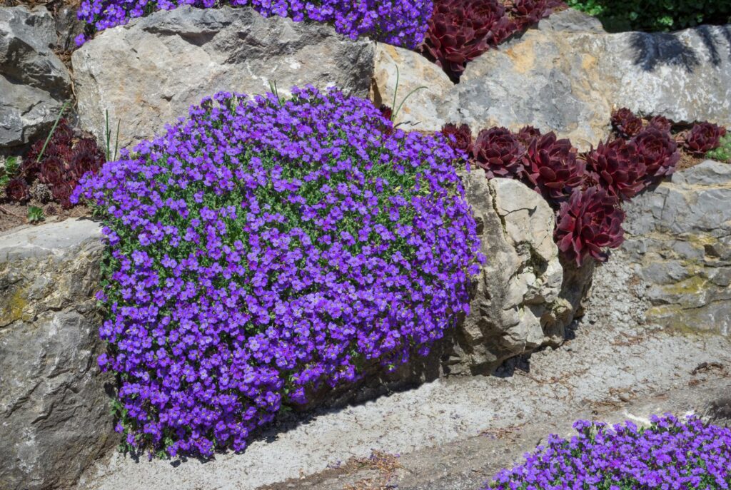 Blaukissen im Steingarten