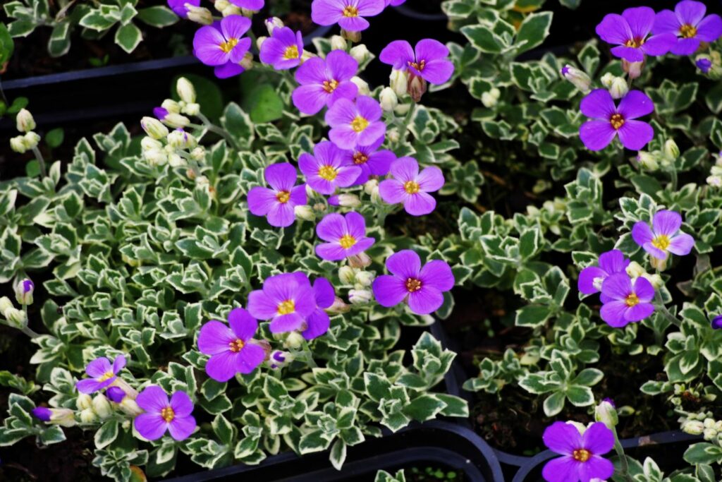 Bunte Blüten des Blaukissens