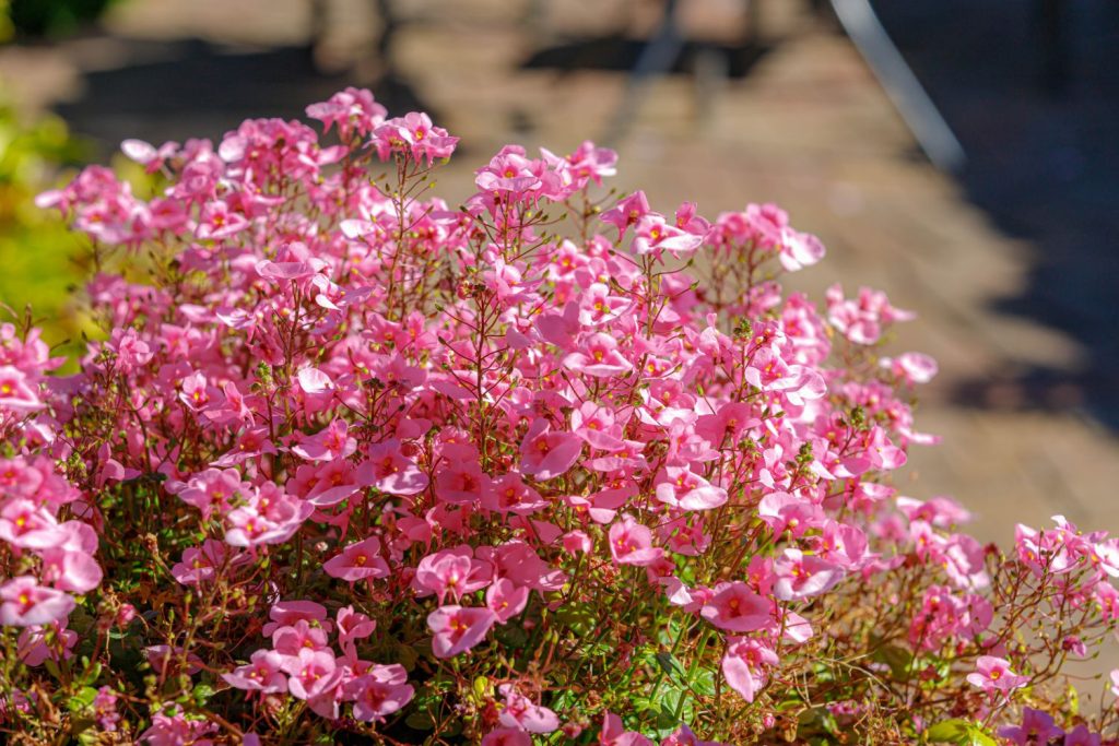 Elfensporn in der Sonne