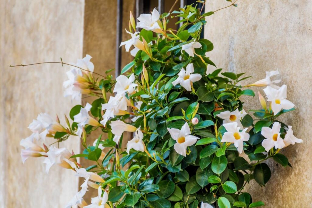 Dipladenia mit weißen Blüten an Hauswand
