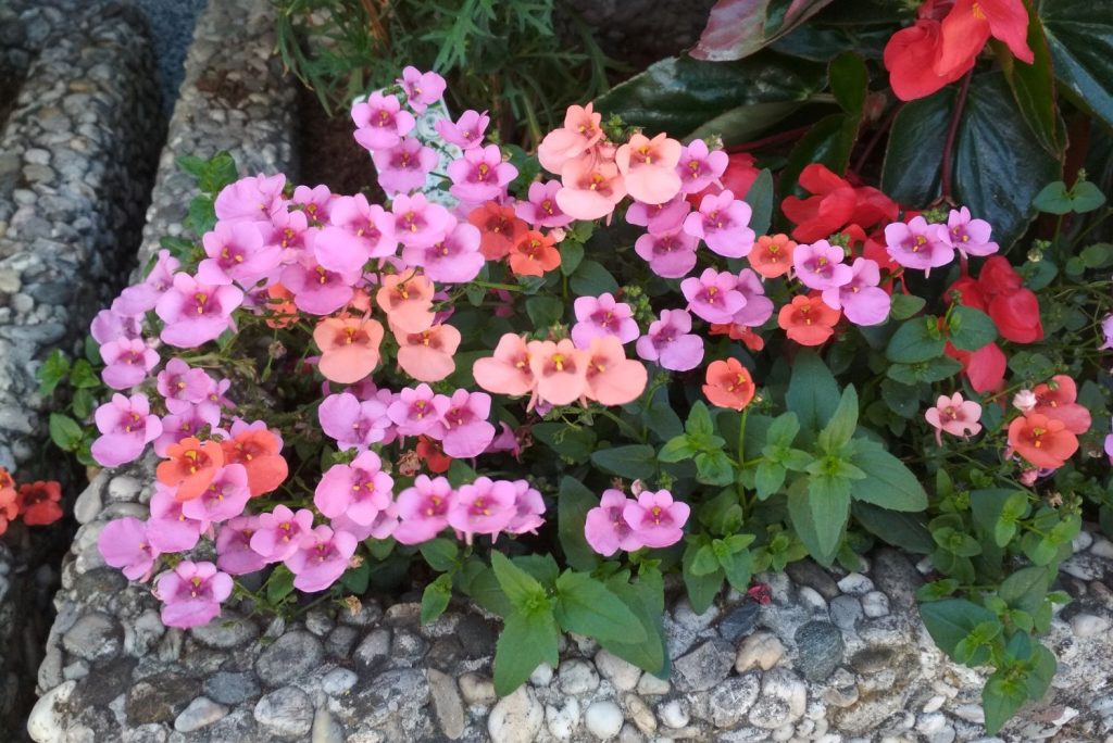 Blüten des Elfensporns