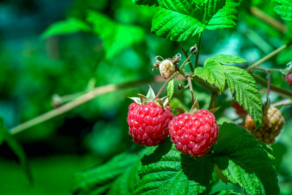 erntereife Himbeeren