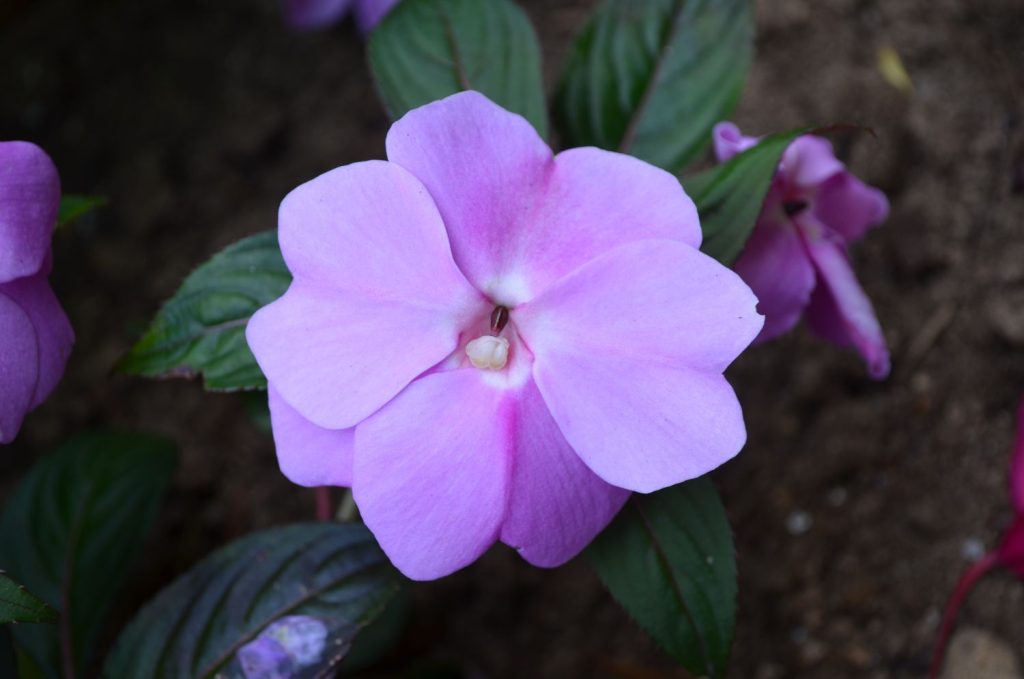 Blüte des Fleißigen Lieschens
