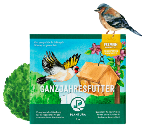 Vogelfedern: Federarten, Mauser & Co. - Plantura
