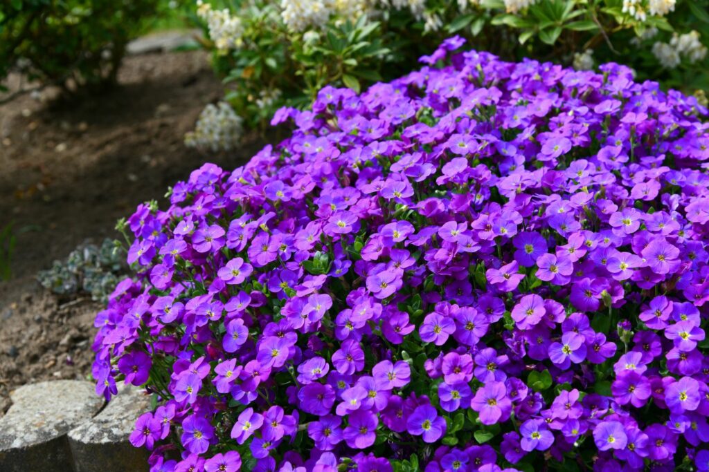 Violette Blüten des griechischen Blaukissens