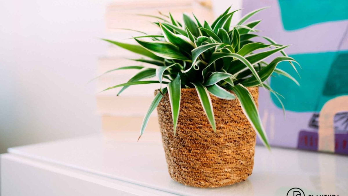 ficus moonshine variegata 4
