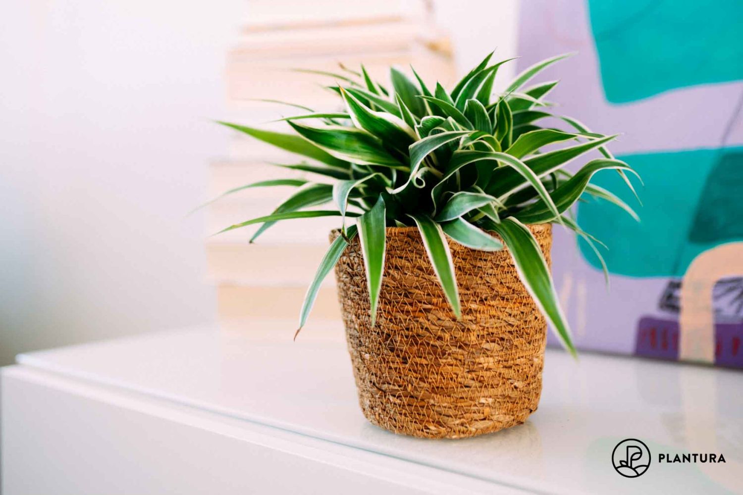 Grünlilie pflegen: Gießen, Düngen & Schneiden