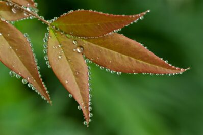 Guttation bei Pflanzen: Warum Blätter manchmal tropfen