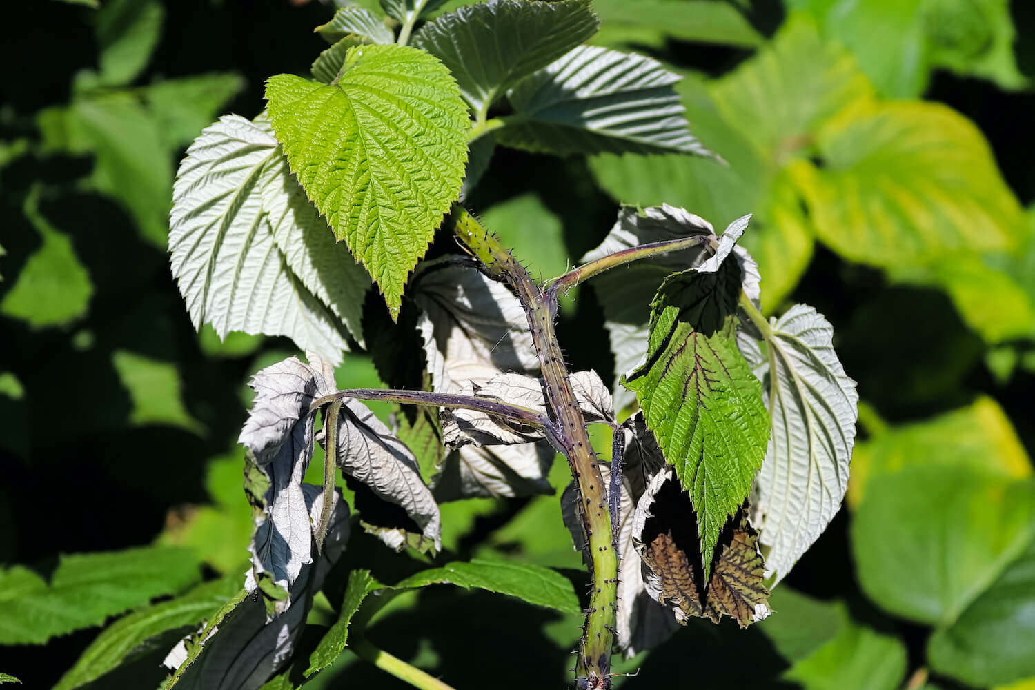Himbeeren schneiden Tipps vom Profi Plantura