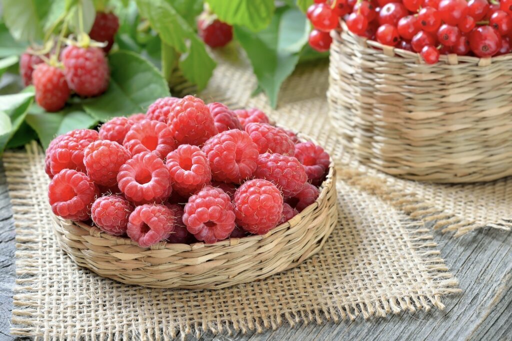 Lagerung von Himbeeren