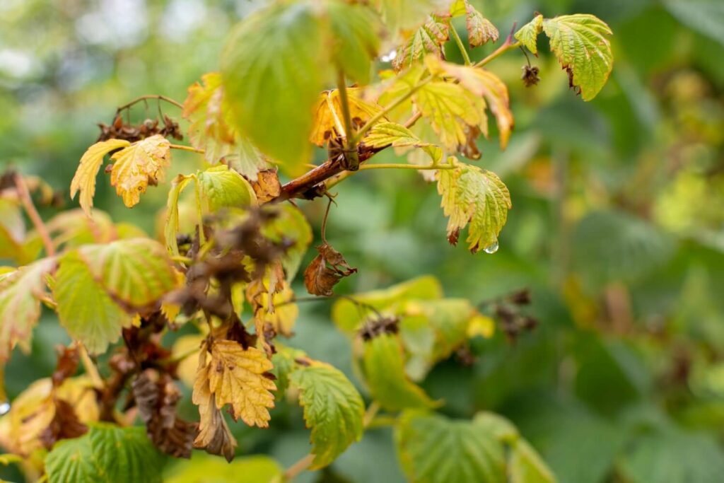 Himbeere im Herbst