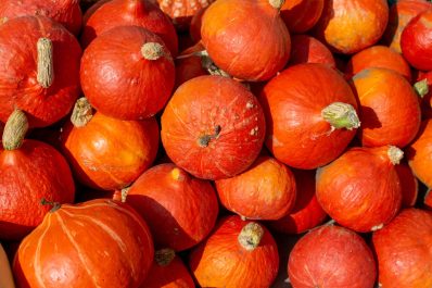 Hokkaido-Kürbis: Pflanzen, Ernte & Zubereitung