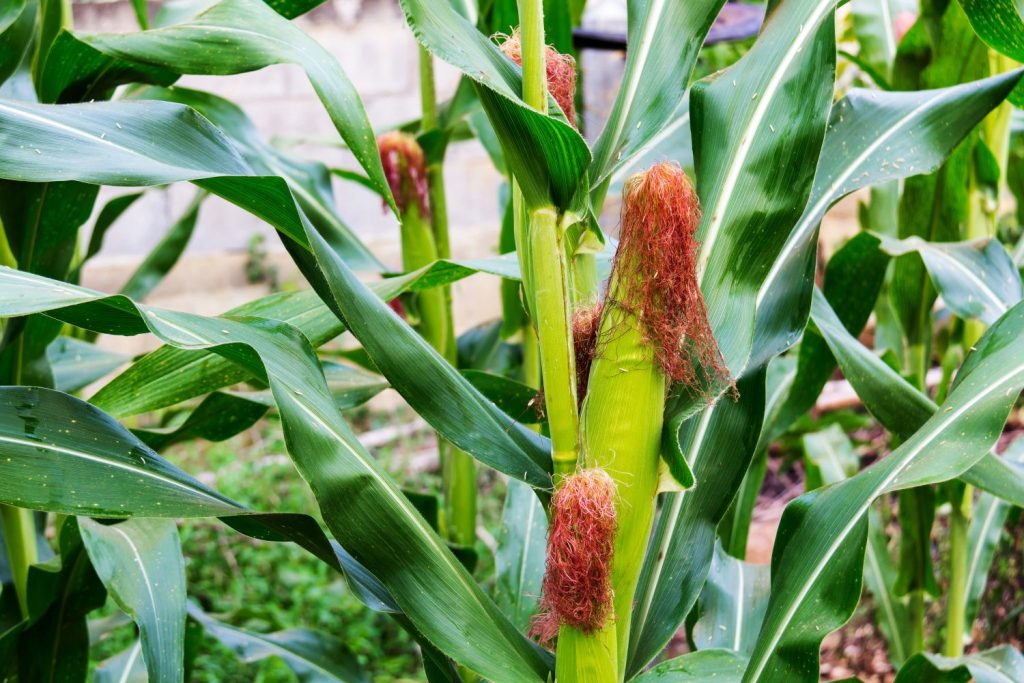 Mais als Rankhilfe für den Hokkaido Kürbis