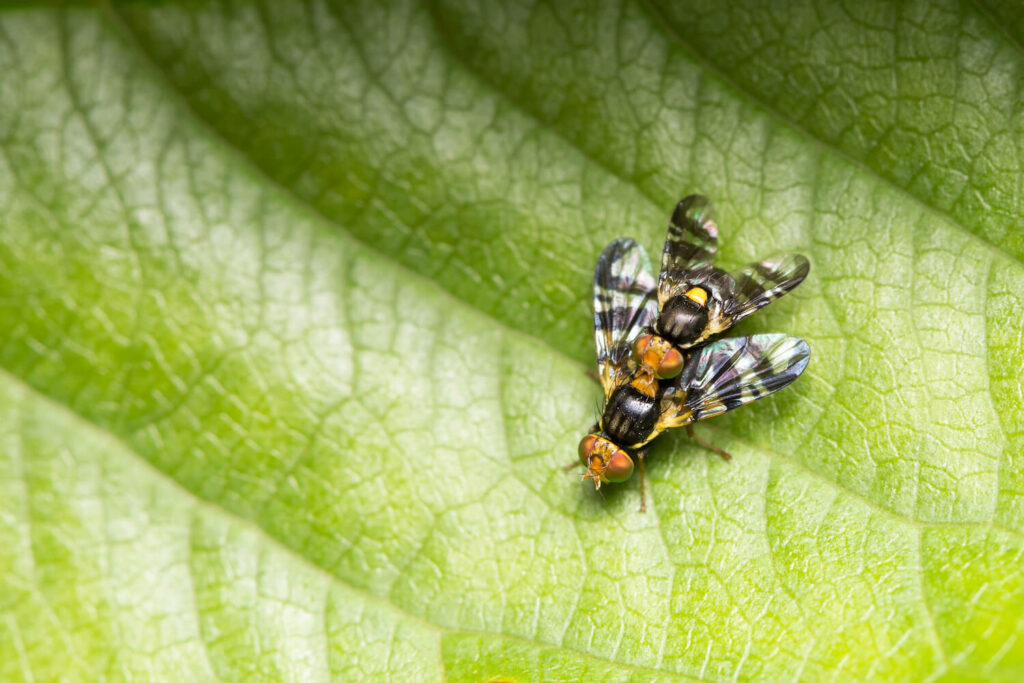 Paarung der Kirschfruchtfliege