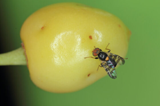 Kirschfruchtfliegen bekämpfen & einem Befall vorbeugen