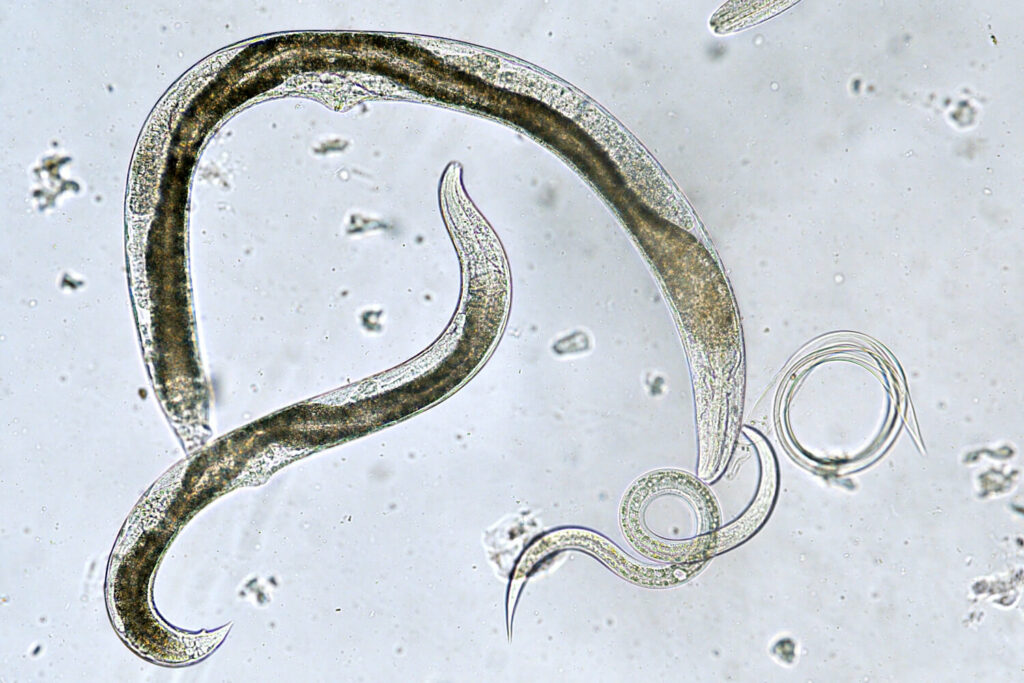 Nematoden gegen Kirschfruchtfliege