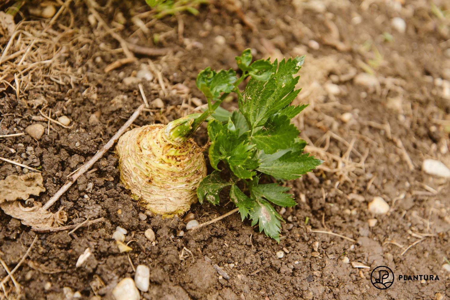 Knollensellerie: Anbau, Ernte & Einfrieren