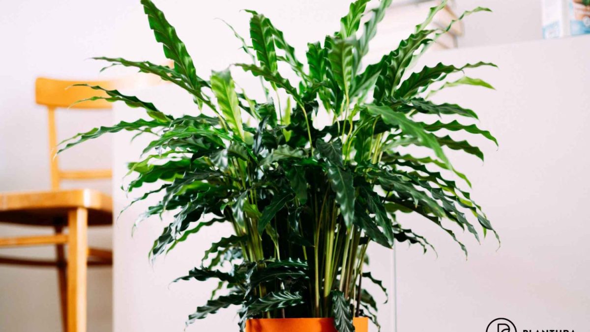 monstera ohne schlafendes auge Monstera adansonii 'Frozen Freckles' main image 0