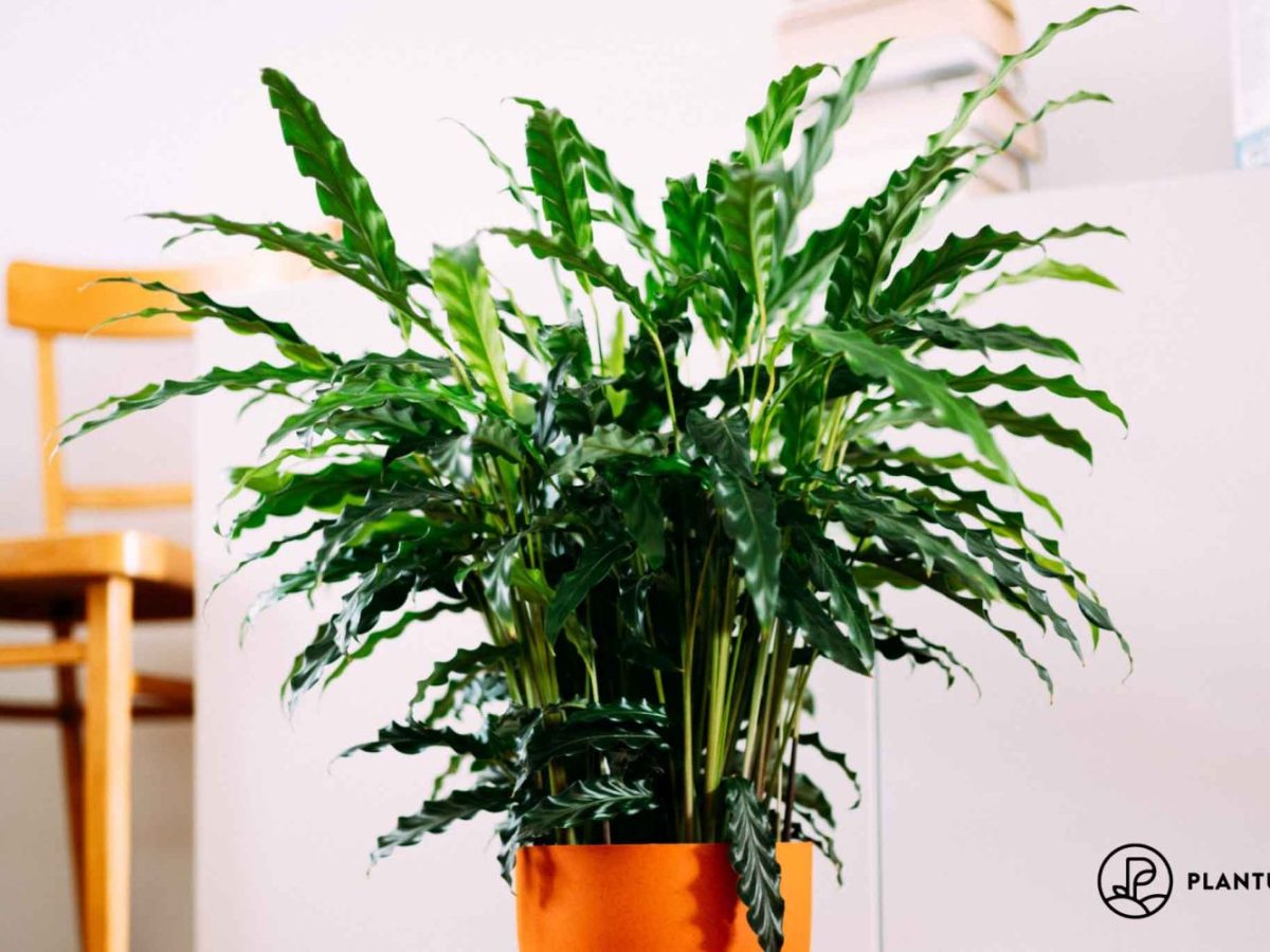 dracena fragrans cintho Dracaena Cintho Cane – Chicago Plants