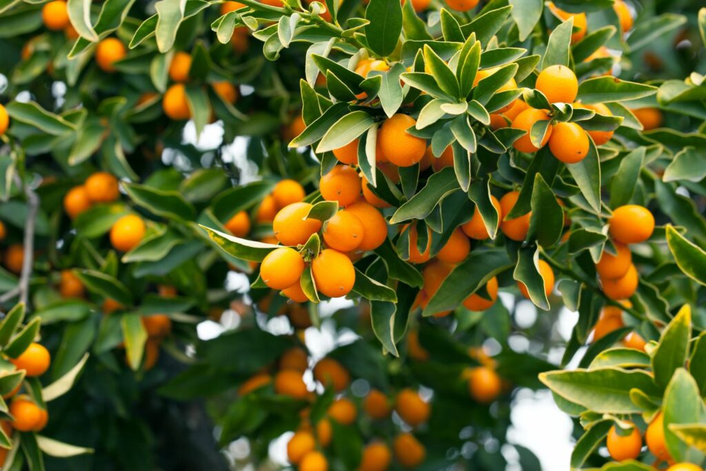 Kumquat-Baum mit orangenen Früchten