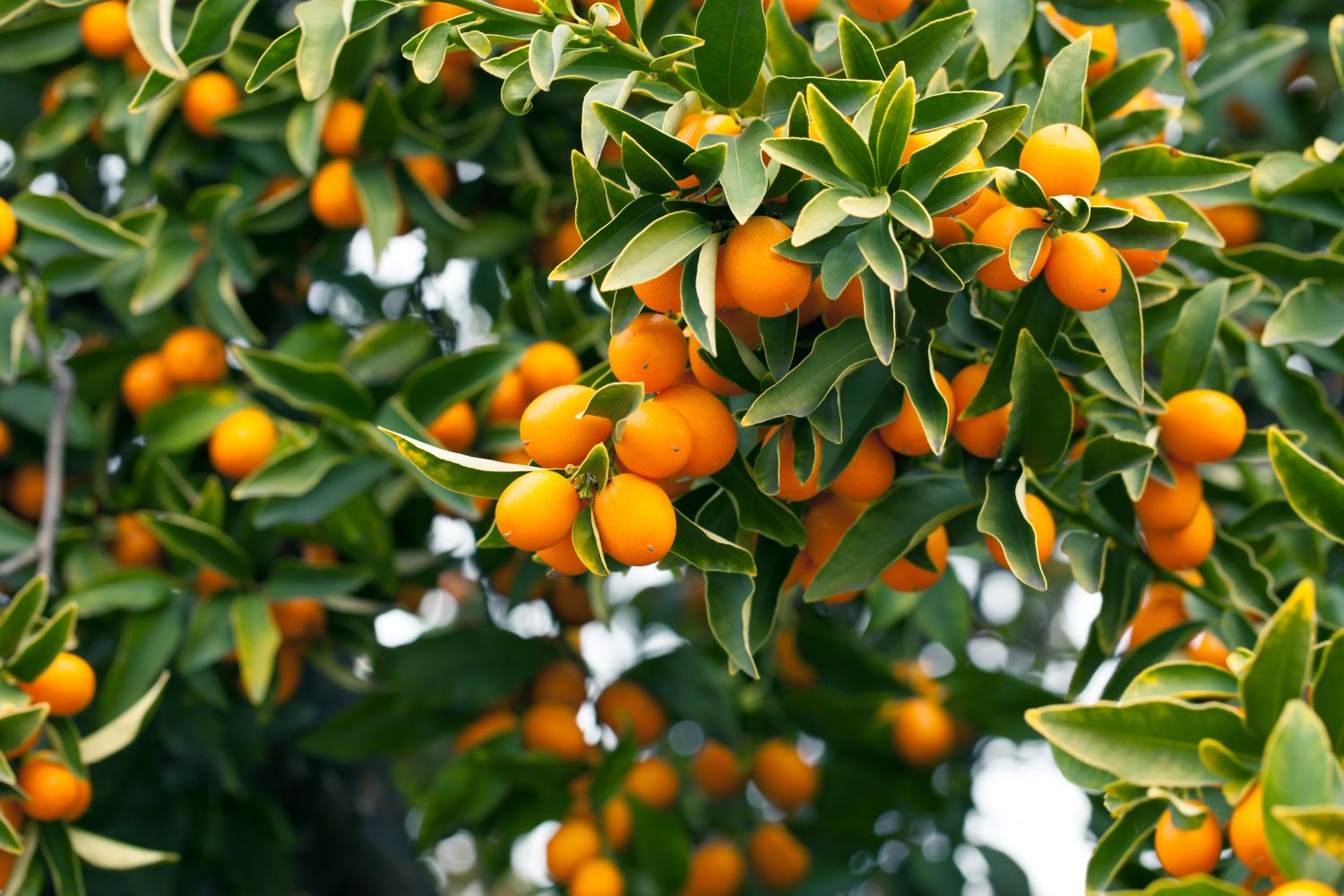 Kumquat anpflanzen & pflegen Plantura