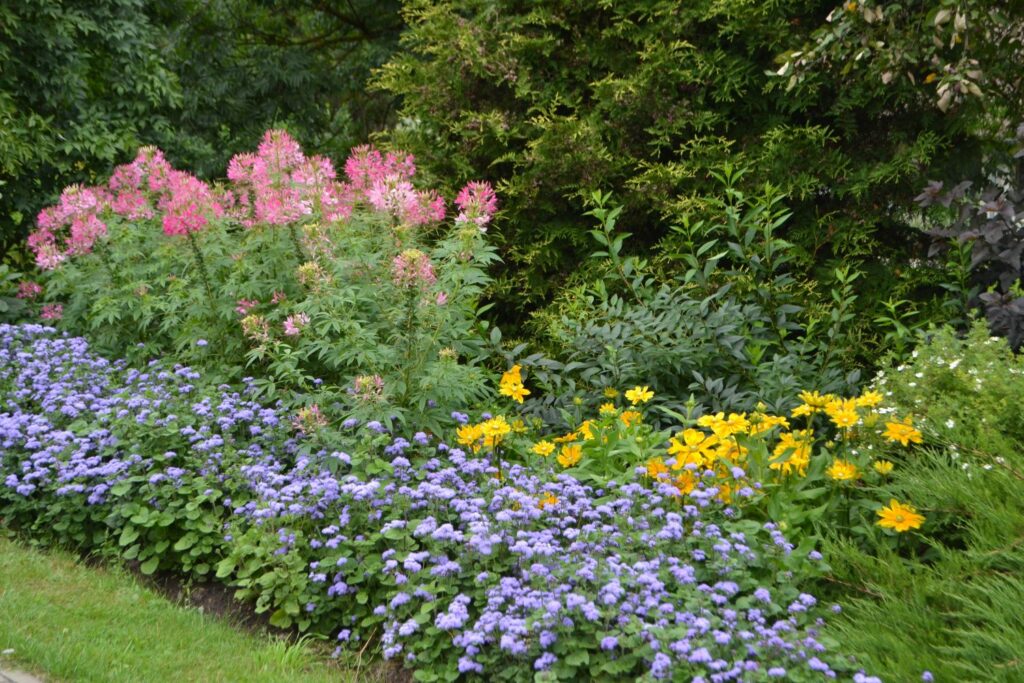 Leberbalsam im Garten