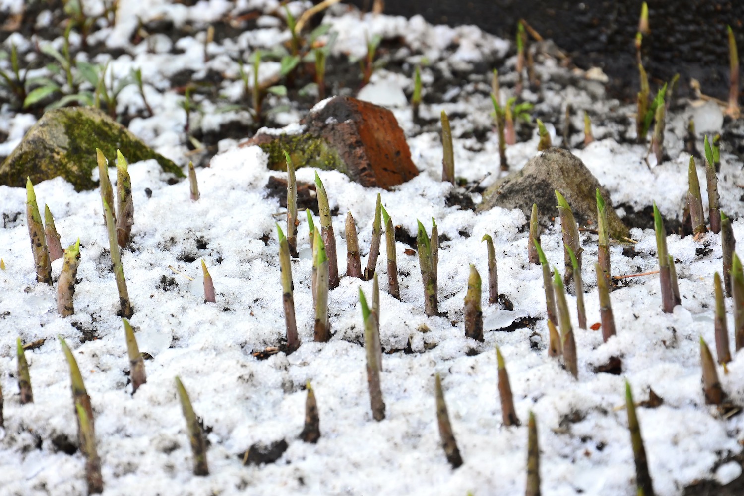 замерзшие фрукты и овощи. рассада томатов подмерзла.
