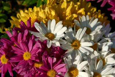Margeriten-Arten & -Sorten: Die schönsten im Überblick