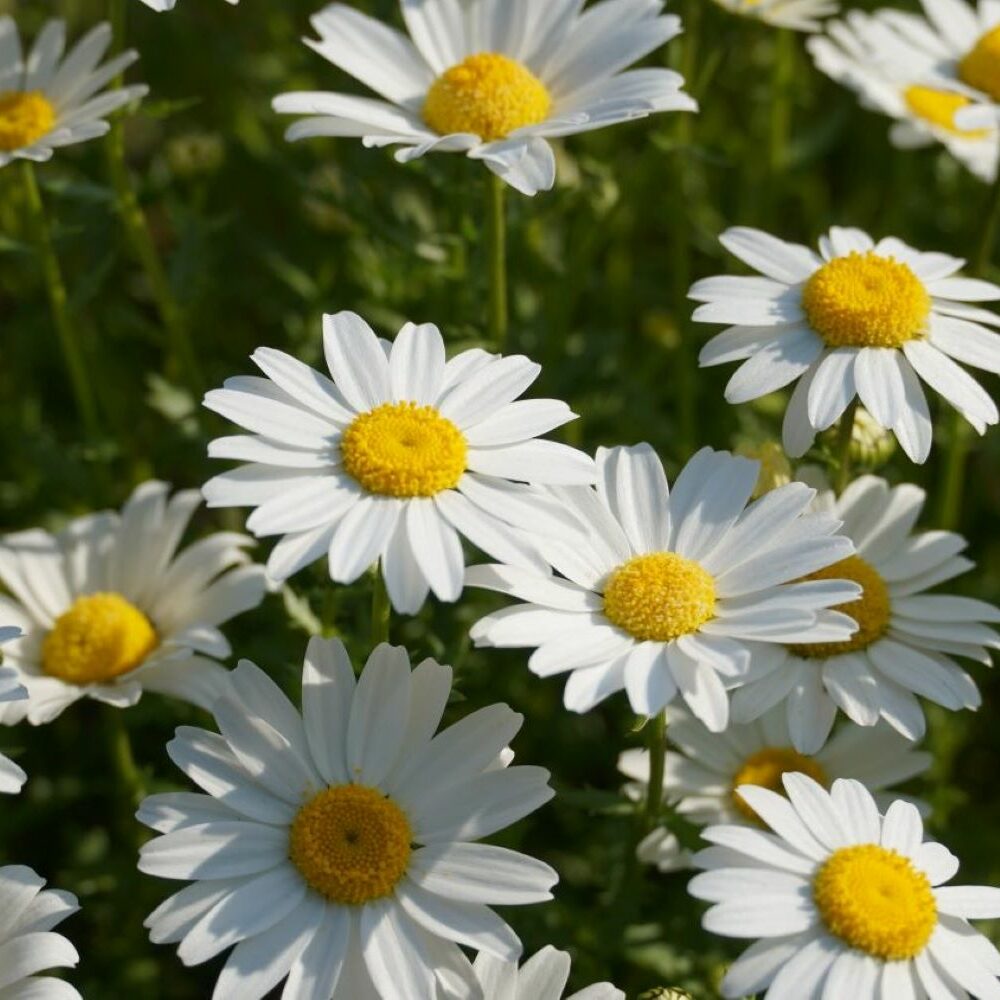 flaschenbaum zimmerpflanze Elefantenfuß 160–200 cm – Beaucarnea recurvata main image 1