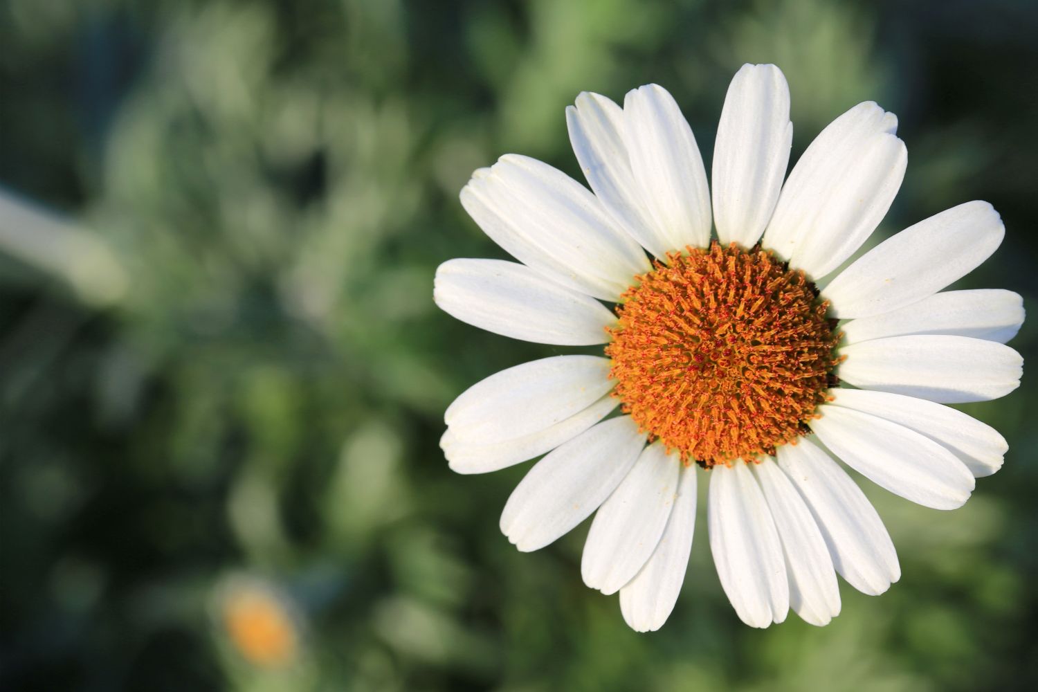 MargeritenArten & Sorten im Überblick Plantura