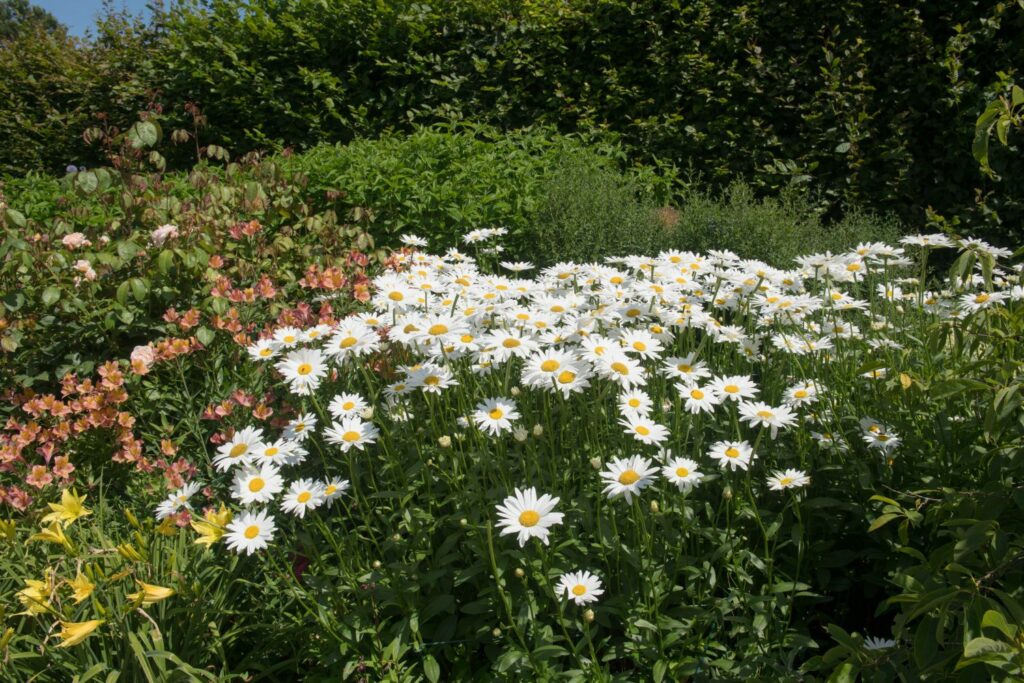 Margeriten und Nachbarn