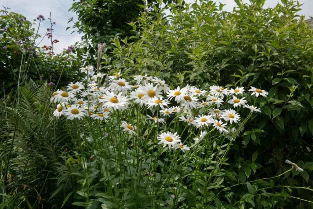 Margeriten im Beet