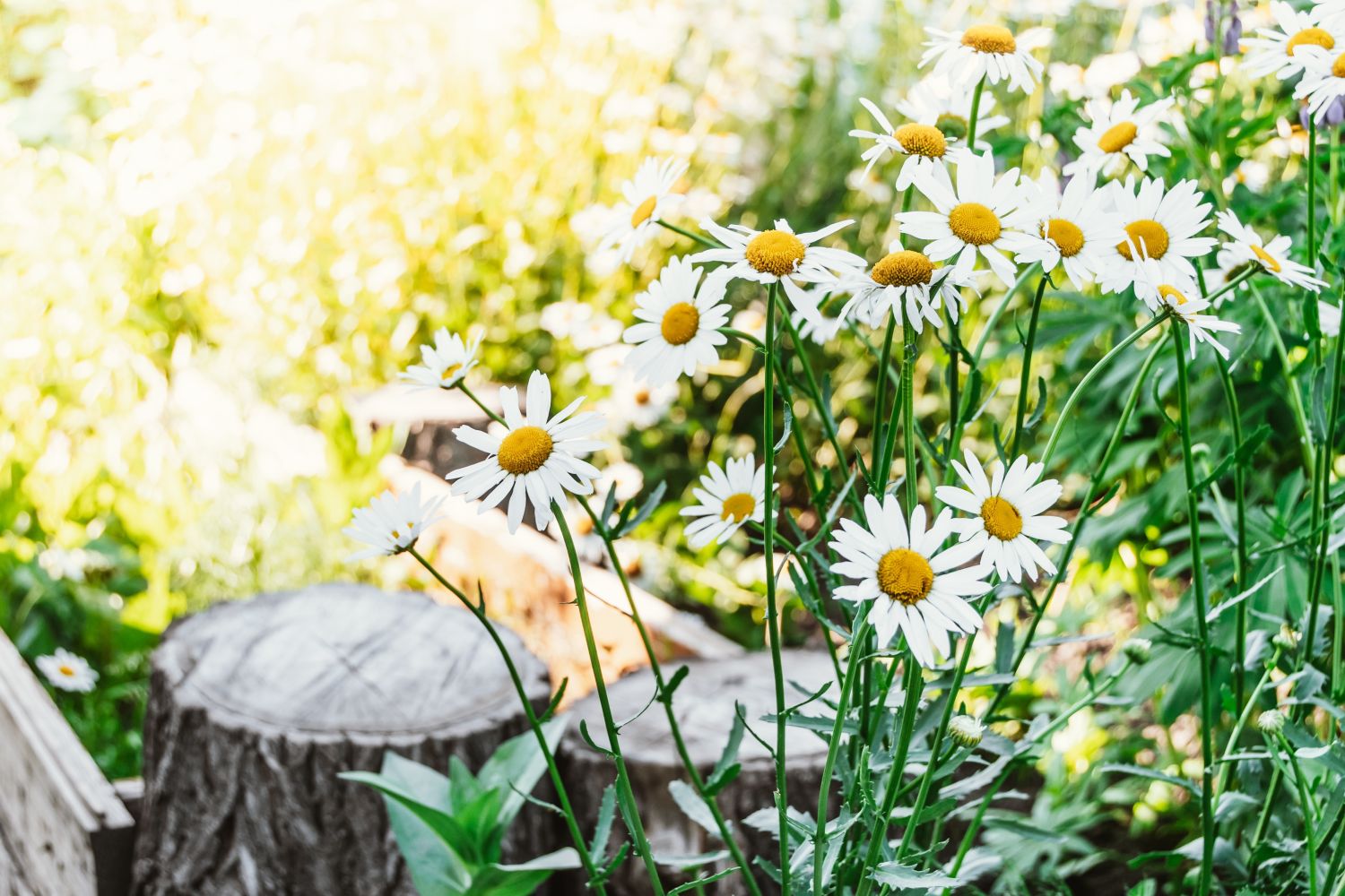 Margeriten pflegen: Schneiden, Gießen & Düngen