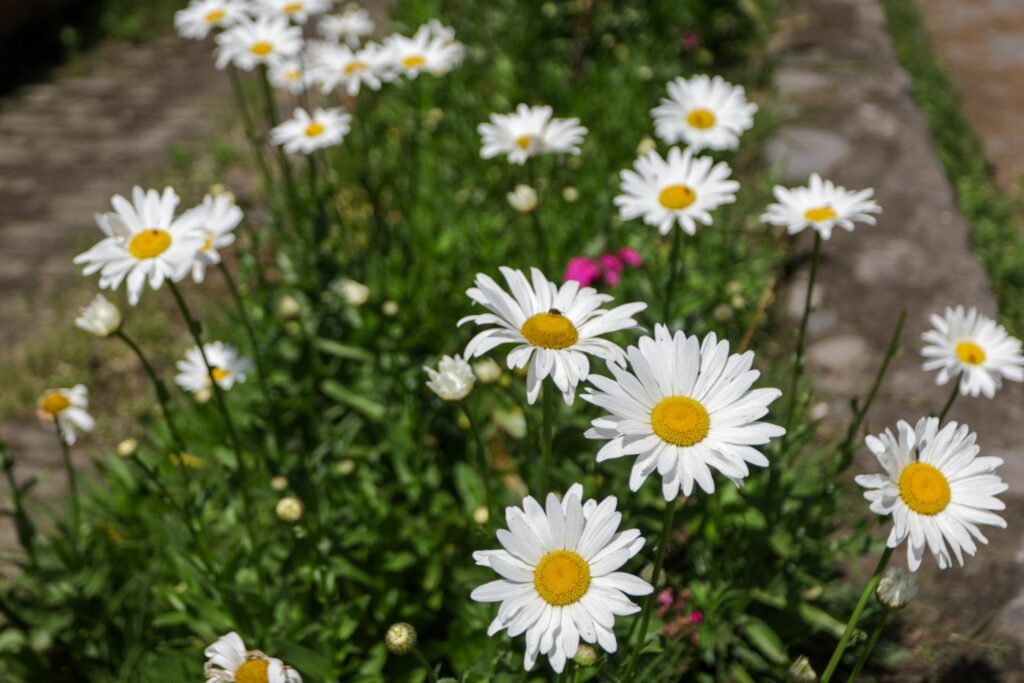 Margeriten zurückschneiden