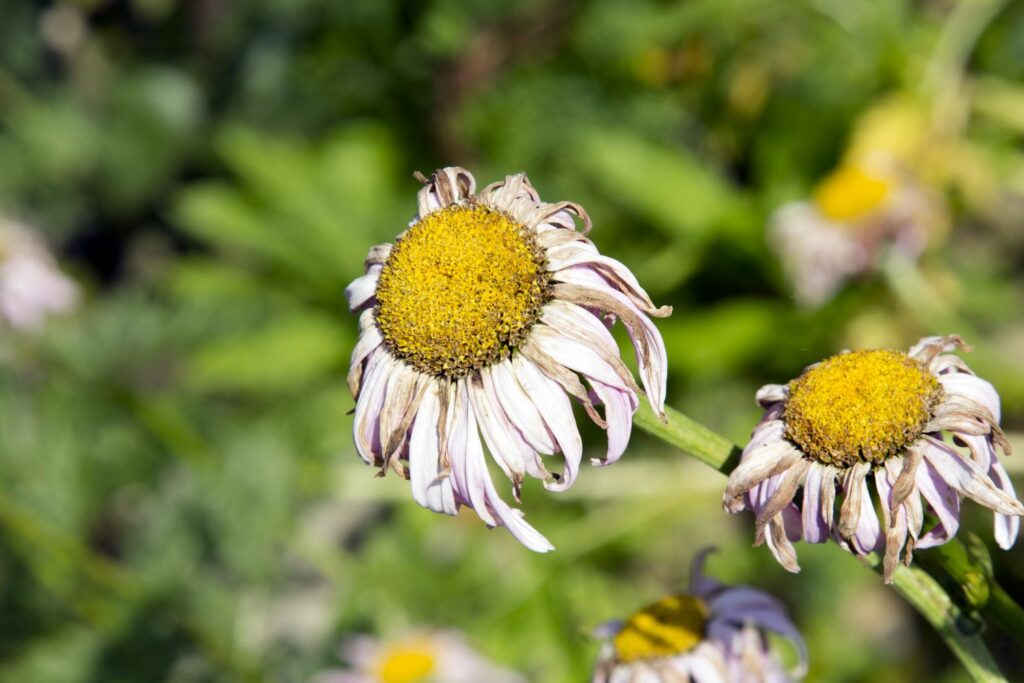 Vertrocknete Blüten der Margerite