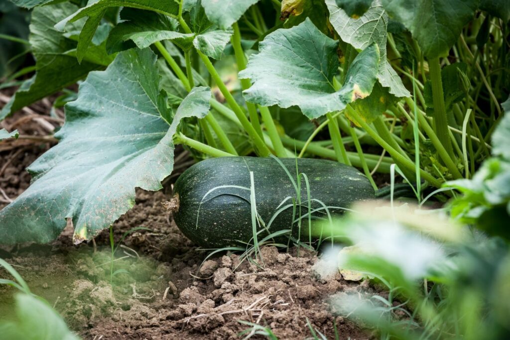 Riesen-Zucchini