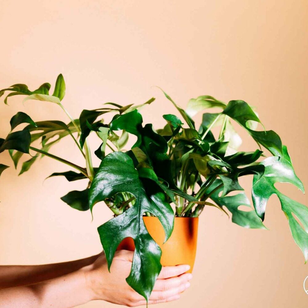 monstera deliciosa borsigiana albo Monstera deliciosa albo variegated