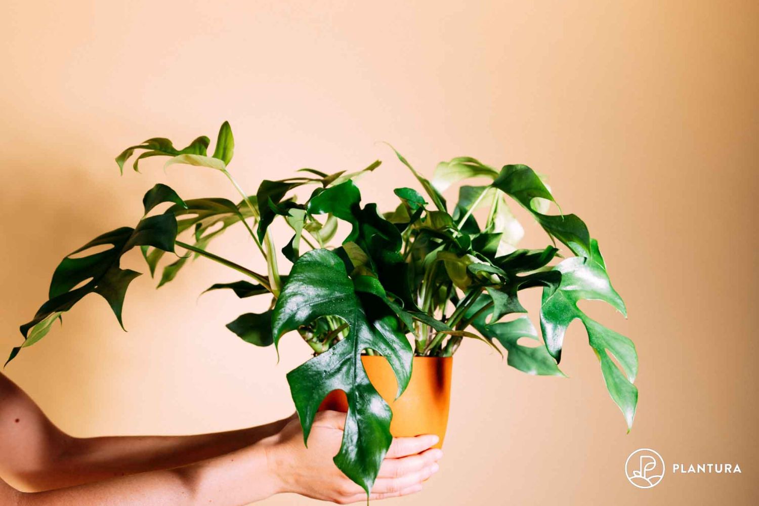 Monstera minima: Pflege, Standort & Vermehrung