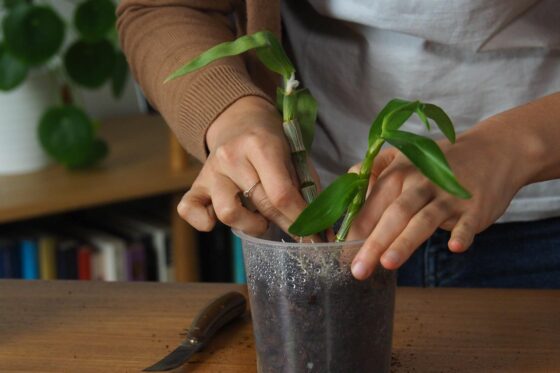 Orchideen vermehren: Video-Anleitung zur Vermehrung durch Kindel