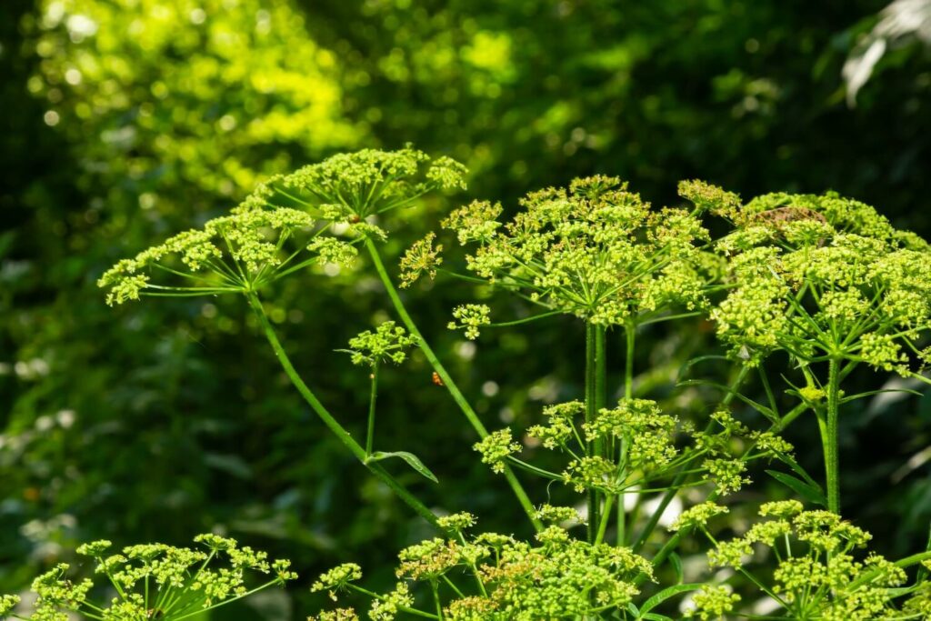Blüte der Pastinake