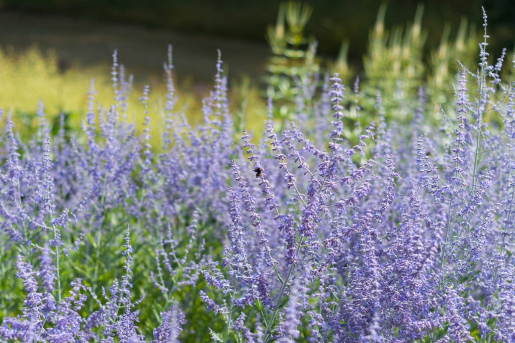Blüten und Stängel des Silberstrauchs