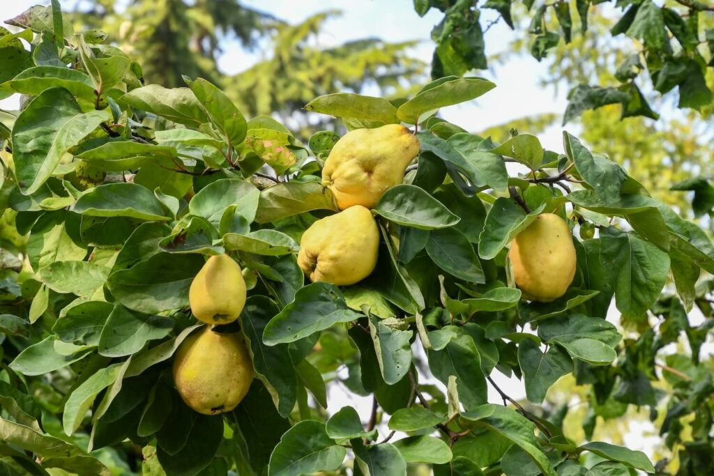 Quittensorten: Die besten Birnenquitten Plantura & - Apfel