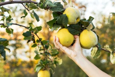 Quitten ernten: Vorgehen, Erntezeit & Lagerung